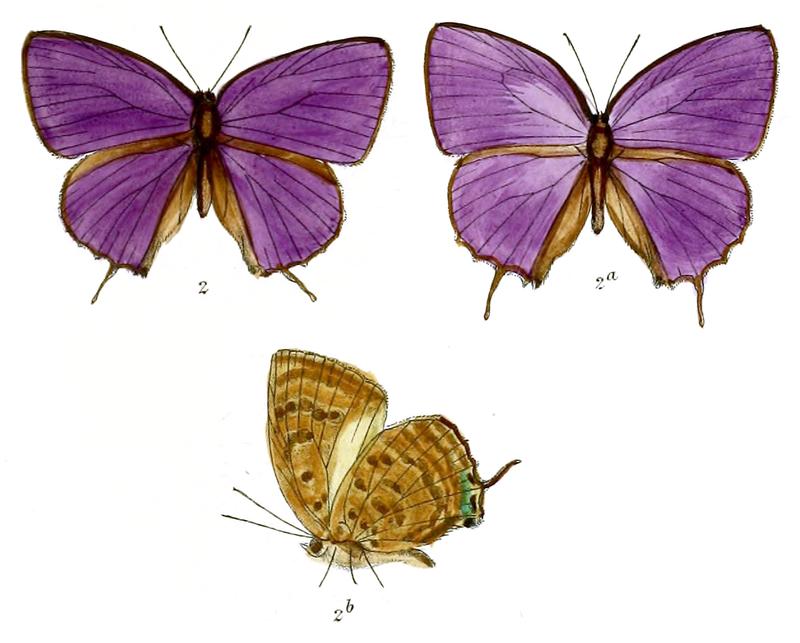 ArhopalaAgnis 674 2 Fitch