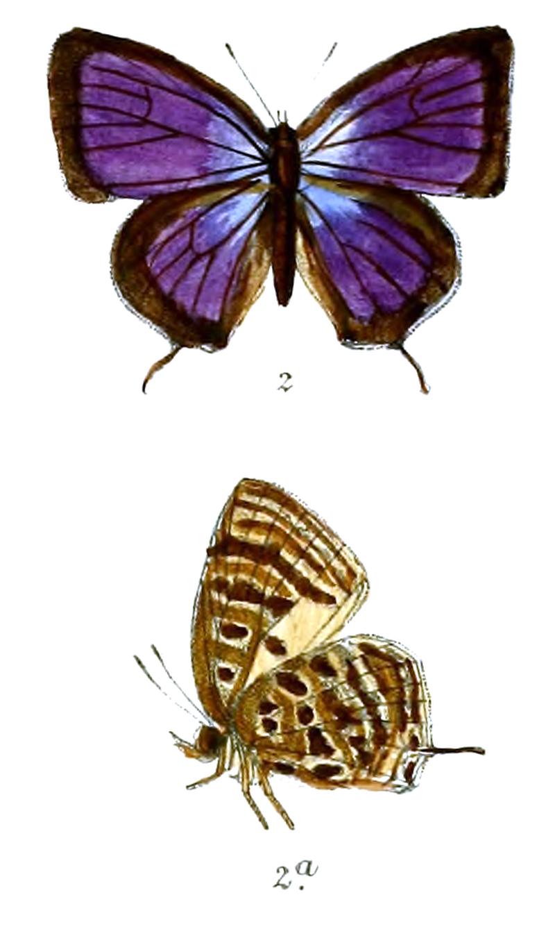 ArhopalaAida 682 2 Knight