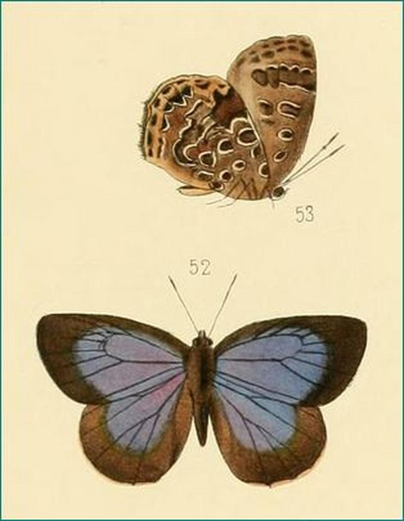 Arhopala alaconia female from original description by Hewitson 1869