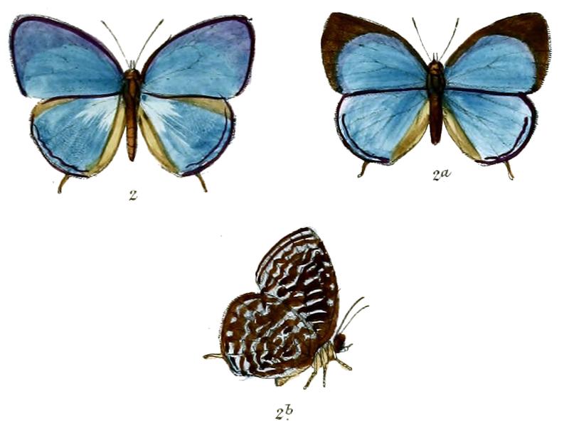 ArhopalaAlbopunctata 683 2 Knight