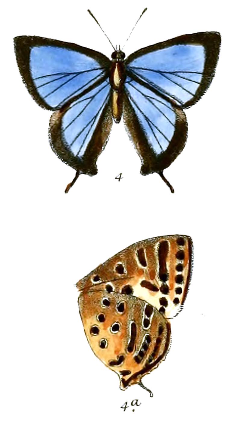 ArhopalaAlea 681 4 Knight