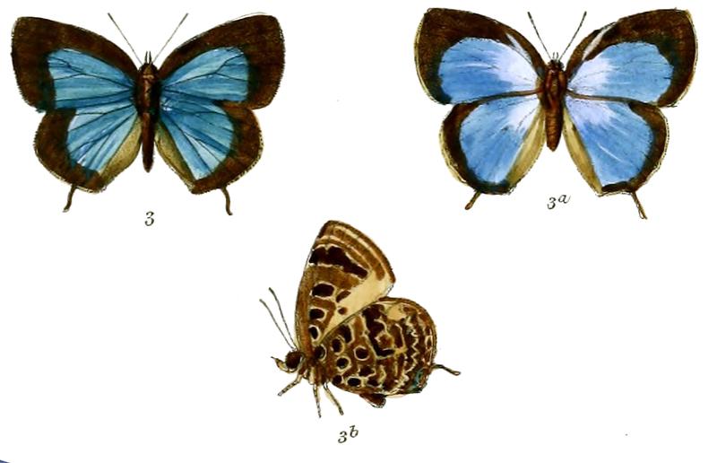 ArhopalaAlesia 683 3 Knight