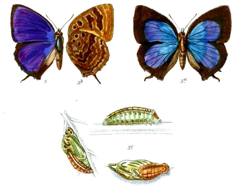 ArhopalaAmantes 673 3 Knight