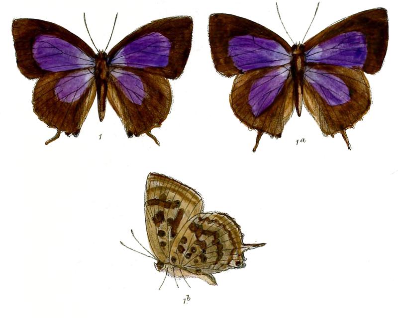 ArhopalaAmatrix 674 1 Fitch