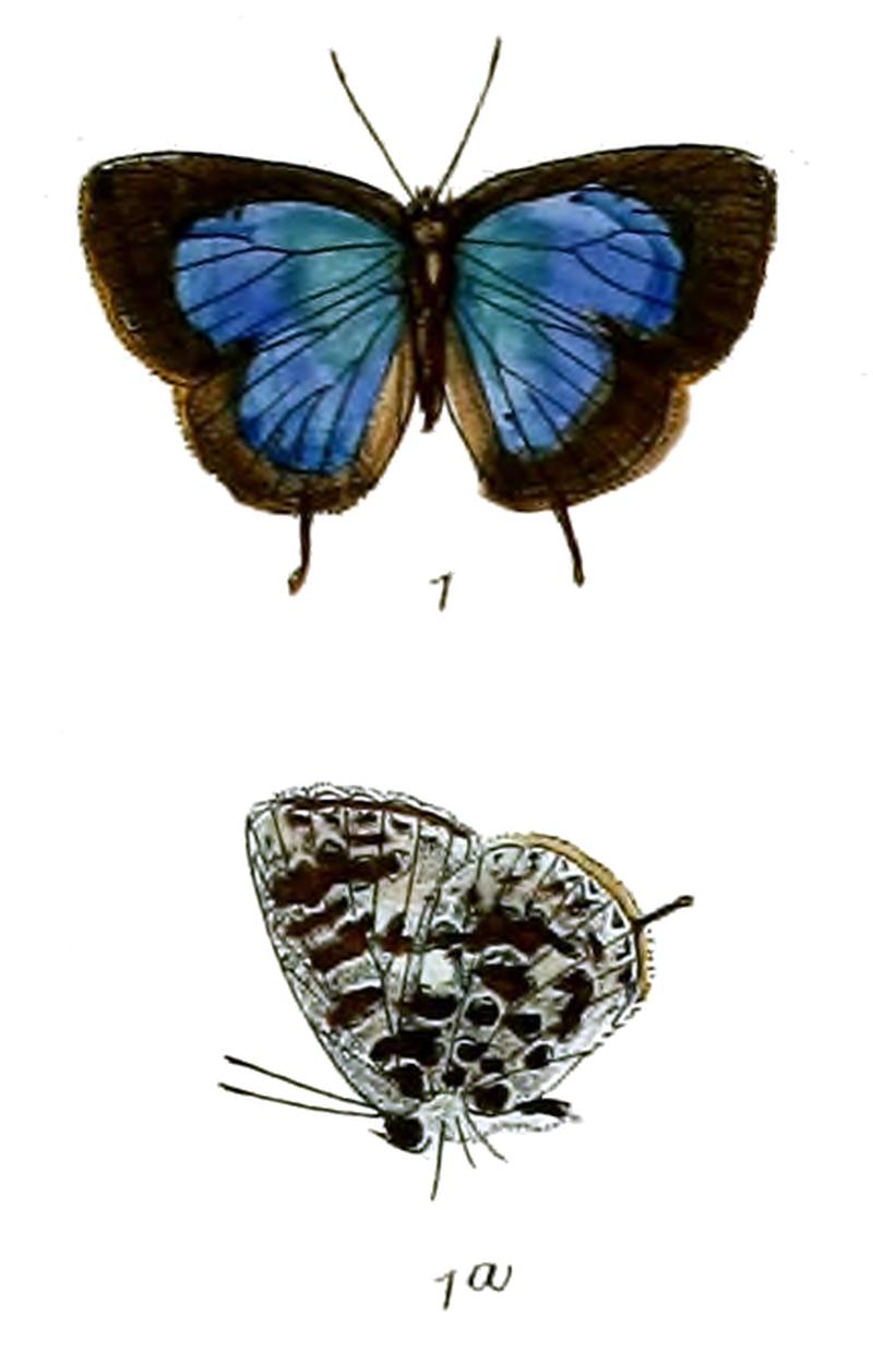 ArhopalaAmmonides 697 1 Fitch