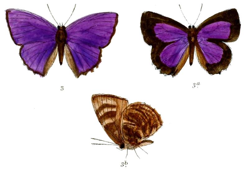 ArhopalaAnniella 689 3 Fitch