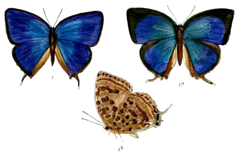 ArhopalaAnthelus 675 1 Fitch