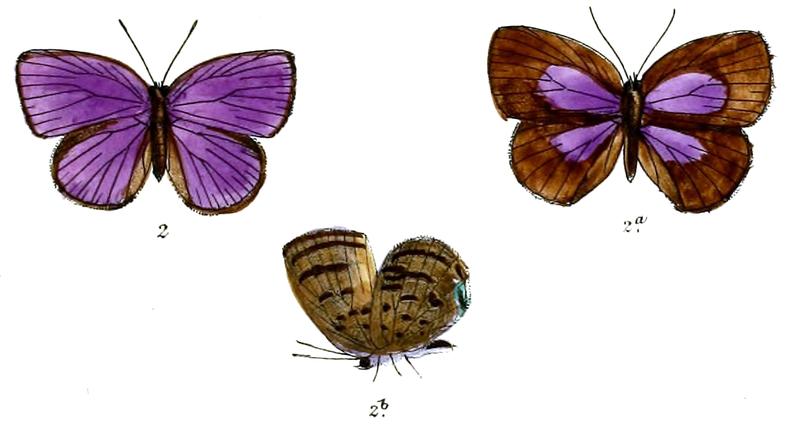 ArhopalaAntimuta 690 2 Fitch