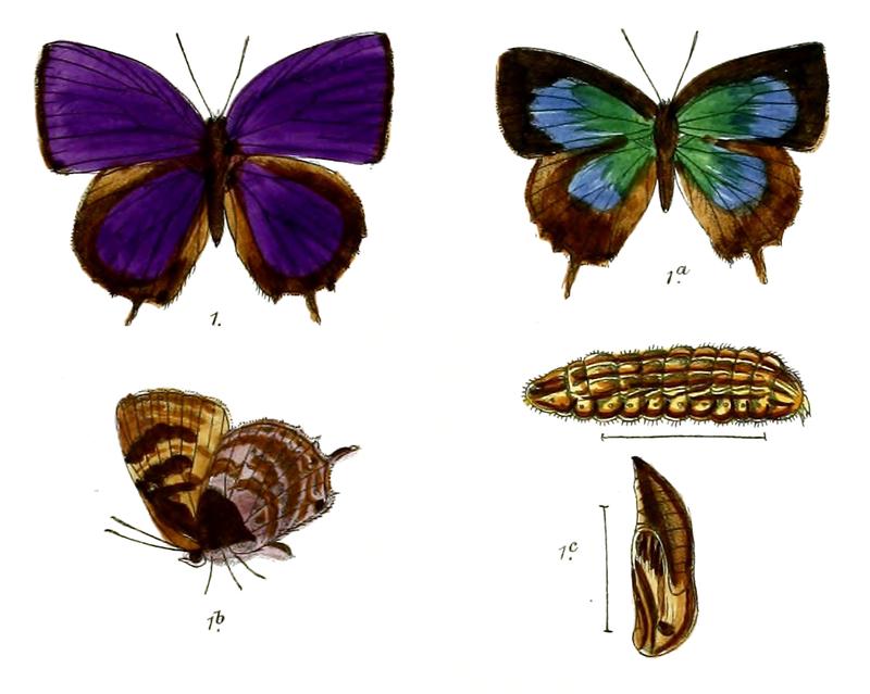 ArhopalaApidanus 688 1 Fitch