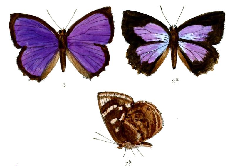 ArhopalaAreste 689 2 Fitch