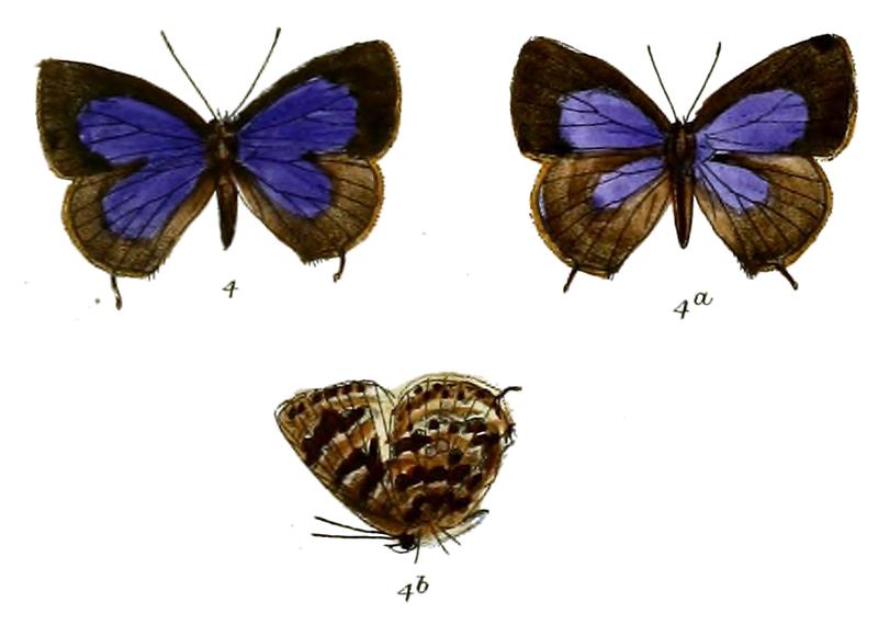 ArhopalaAriel 697 4 Fitch