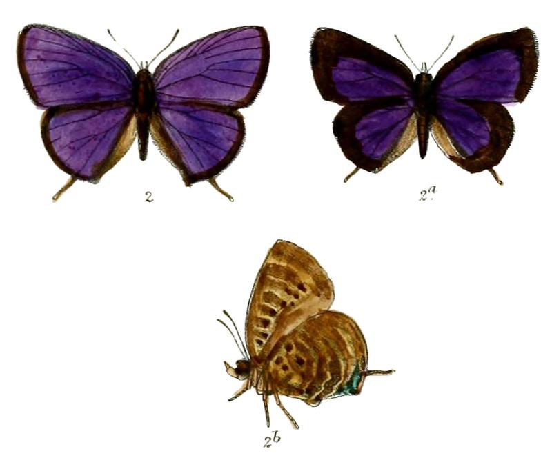 ArhopalaAroa 679 2 Knight