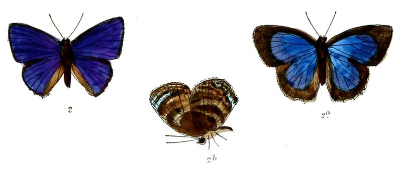 ArhopalaArtegal 691 2 Fitch