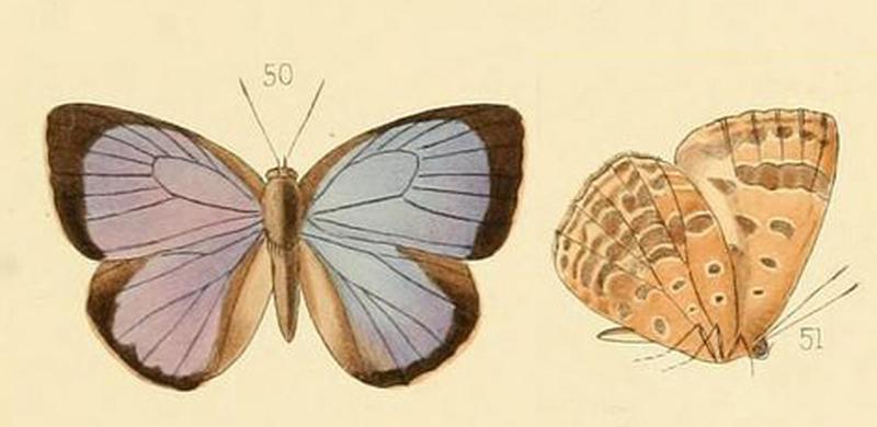 Arhopala asopia male from original description by Hewitson 1869 Burma Moulmein