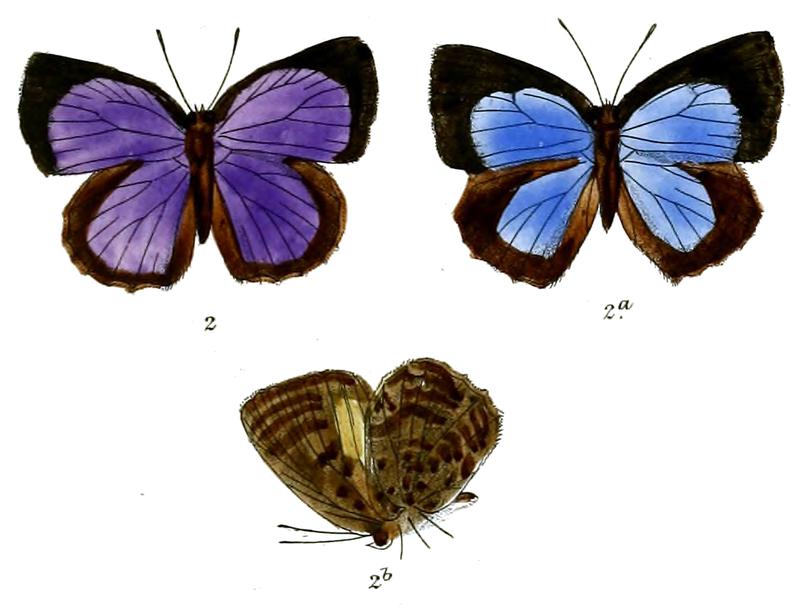 ArhopalaAsovia 695 2 Fitch