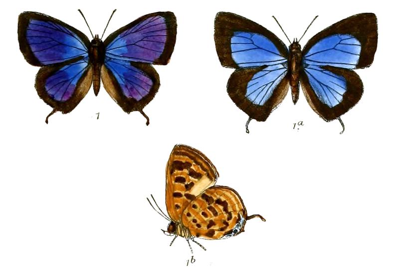 ArhopalaAtrax 681 1 Knight