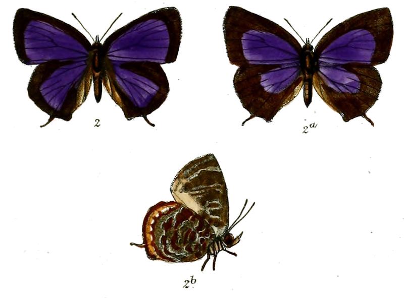 ArhopalaBazaloides 680 2 Knight