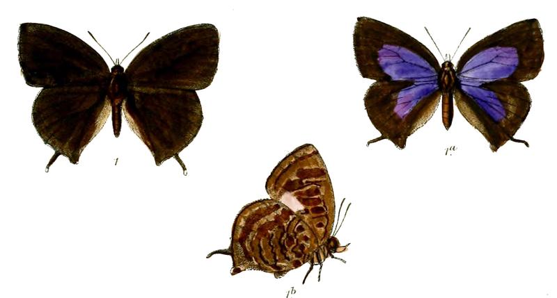 ArhopalaBazalus 678 1 Knight