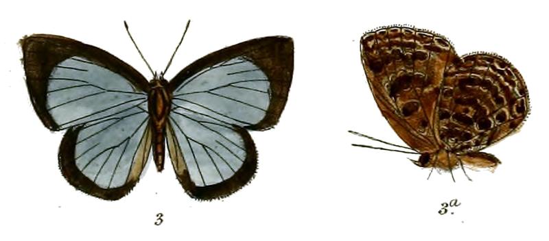 ArhopalaBelphoebe 688 3 Fitch