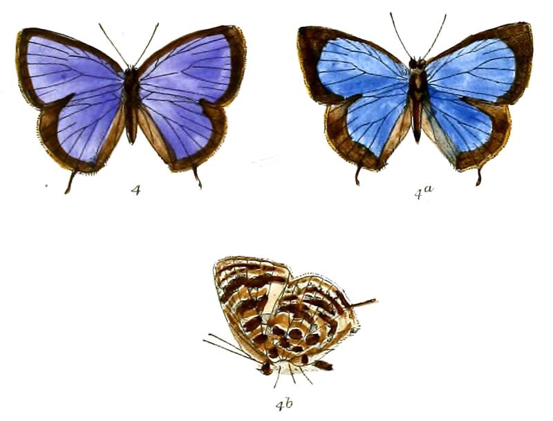 ArhopalaBirmana 696 4 Fitch