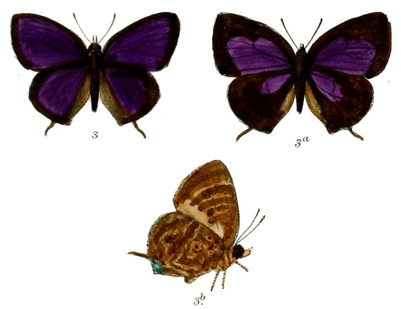 ArhopalaCanaraica 679 3 Knight