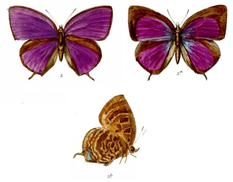 ArhopalaCentaurus 672 3 Knight