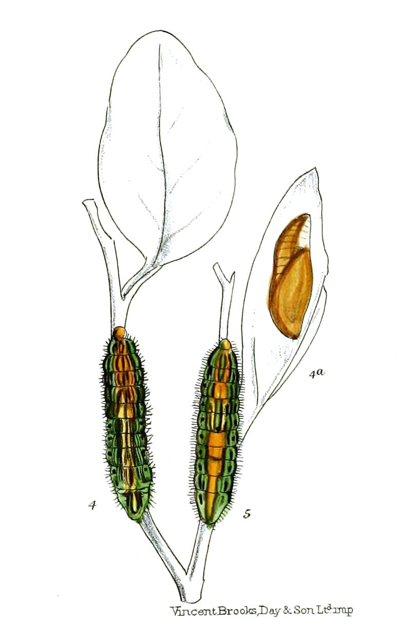 ArhopalaCoruscansAmantes 705 Fitch