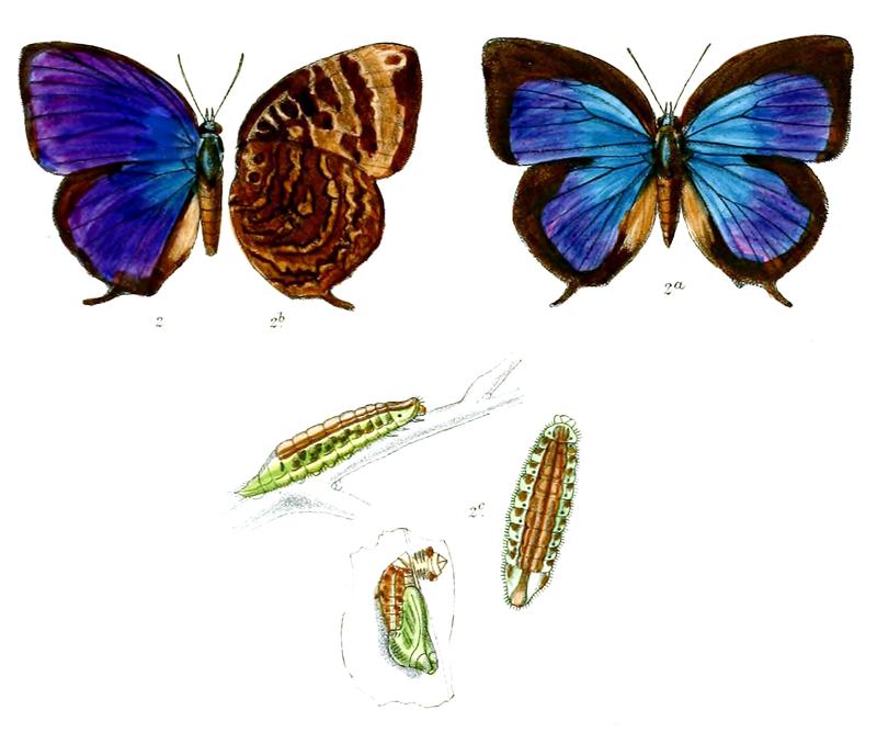 ArhopalaCoruscans 673 2 Knight