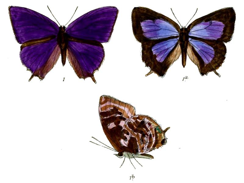 ArhopalaDiardi 687 1 Fitch