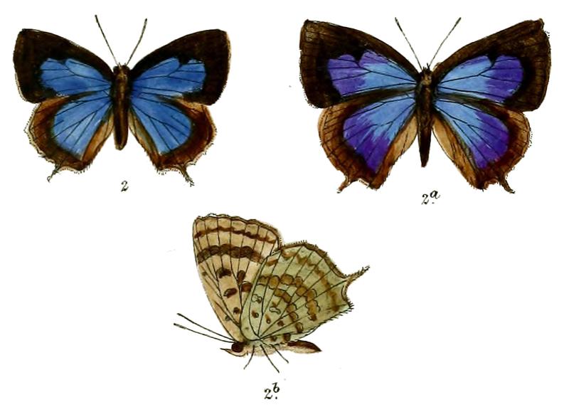 ArhopalaDodonaea 686 2 Fitch