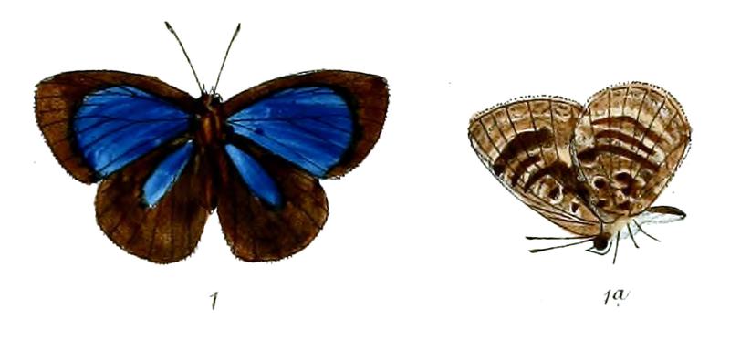 ArhopalaDuesse 691 1 Fitch