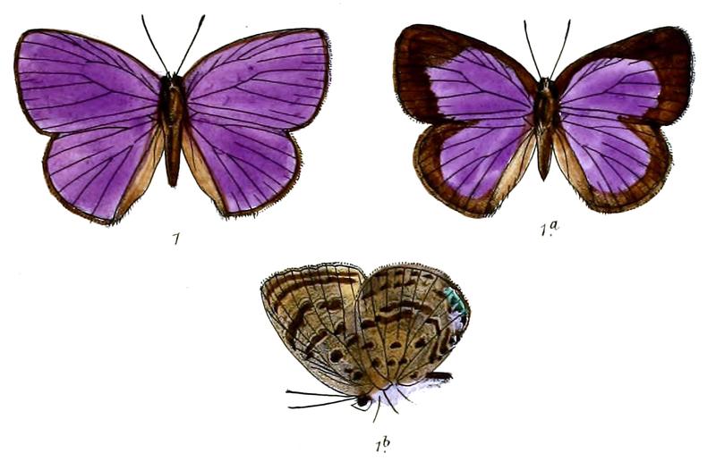 ArhopalaEpimuta 690 1 Fitch