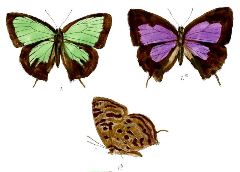 ArhopalaEumolphus 676 1 Fitch