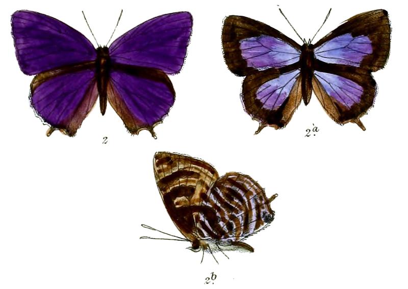 ArhopalaFulgida 687 2 Fitch