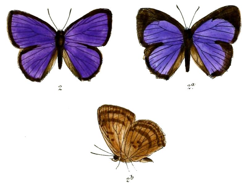 ArhopalaFulla 693 2 Fitch