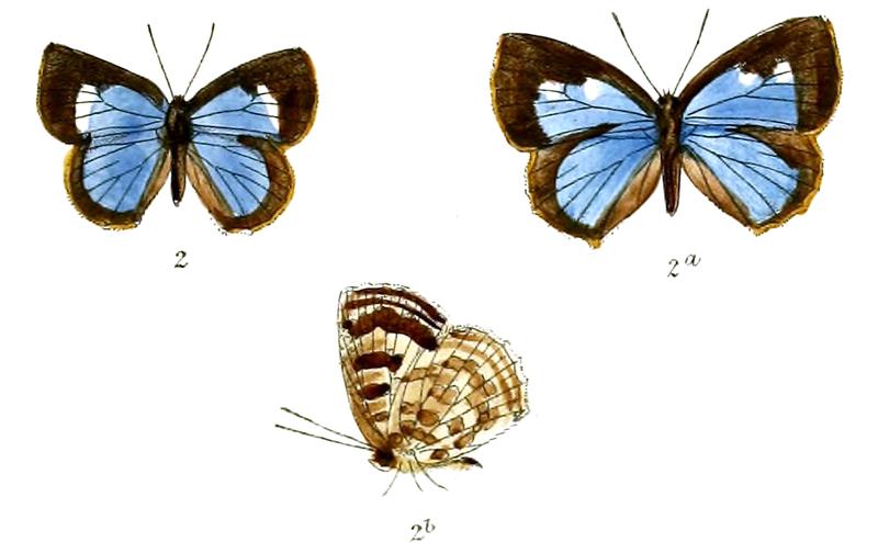 ArhopalaGanesa 696 2 Fitch