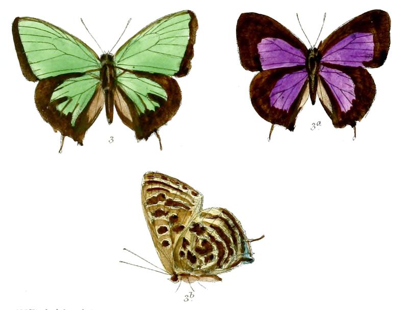 ArhopalaHellenore 676 3 Fitch