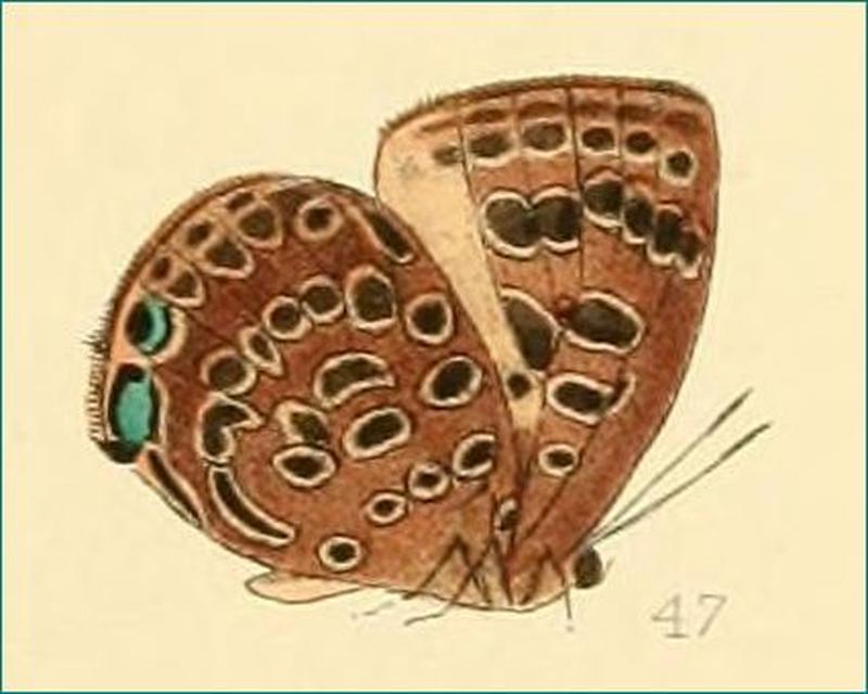 Arhopala hesba male from original description by Hewitson 1869 Philippines Mindanao