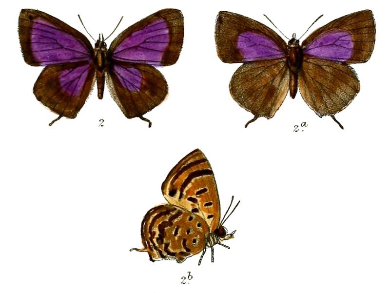 ArhopalaHewitsoni 681 2 Knight