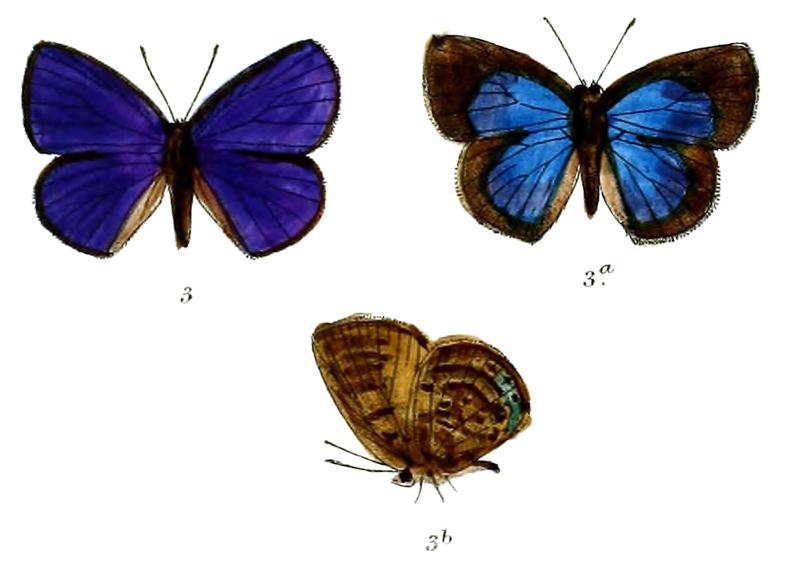 ArhopalaHypomuta 691 3 Fitch