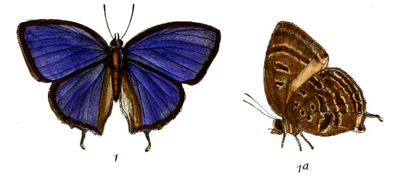 ArhopalaKhamti 685 1 Knight