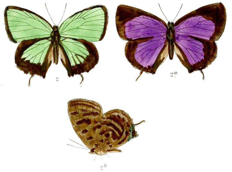 ArhopalaMaxwelli 676 2 Fitch