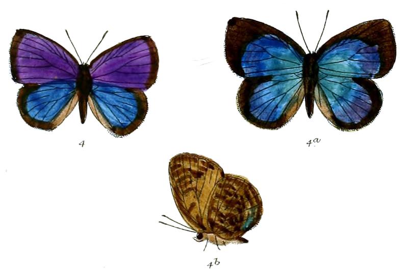 ArhopalaMetamuta 691 4 Fitch