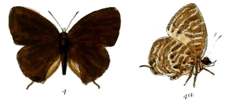 ArhopalaMindanensis 679 4 Knight