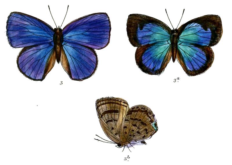 ArhopalaMoolaiana 690 3 Fitch