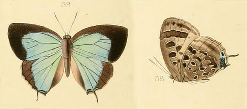 Arhopala ocrida male from original description by Hewitson 1869 Philippines Mindanao