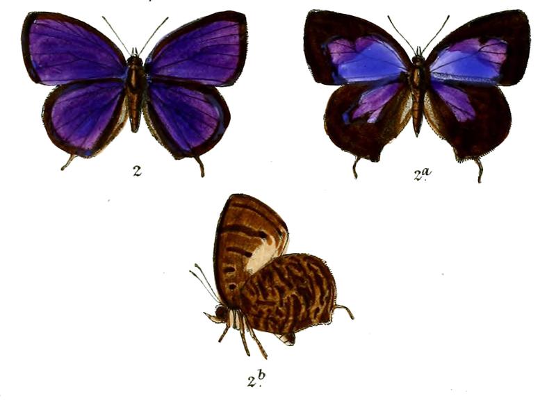 ArhopalaOenea 685 2 Knight