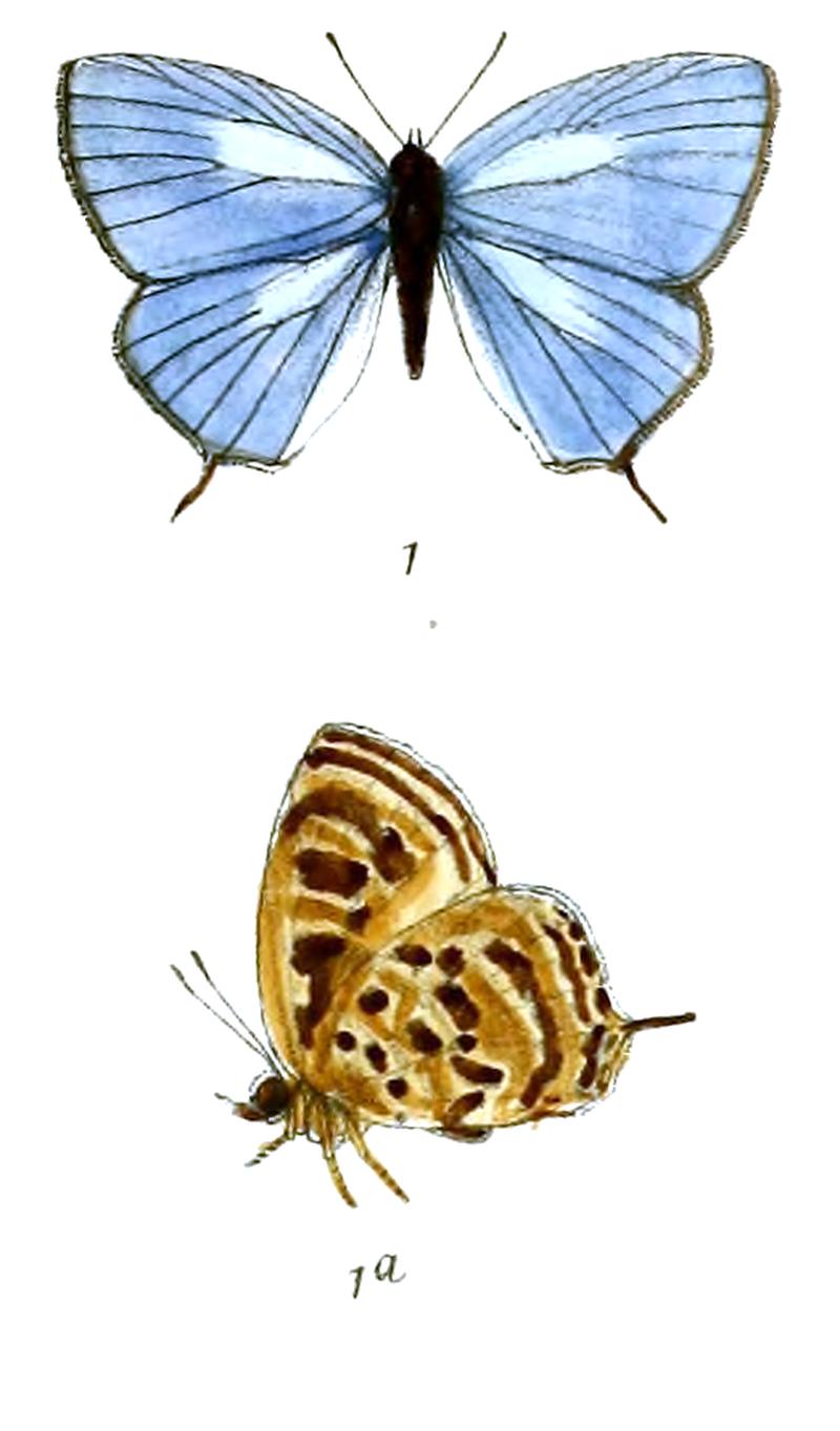 ArhopalaOpalina 682 1 Knight