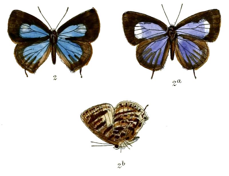 ArhopalaParaganesa 697 2 Fitch