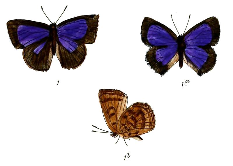 ArhopalaParamuta 692 1 Fitch